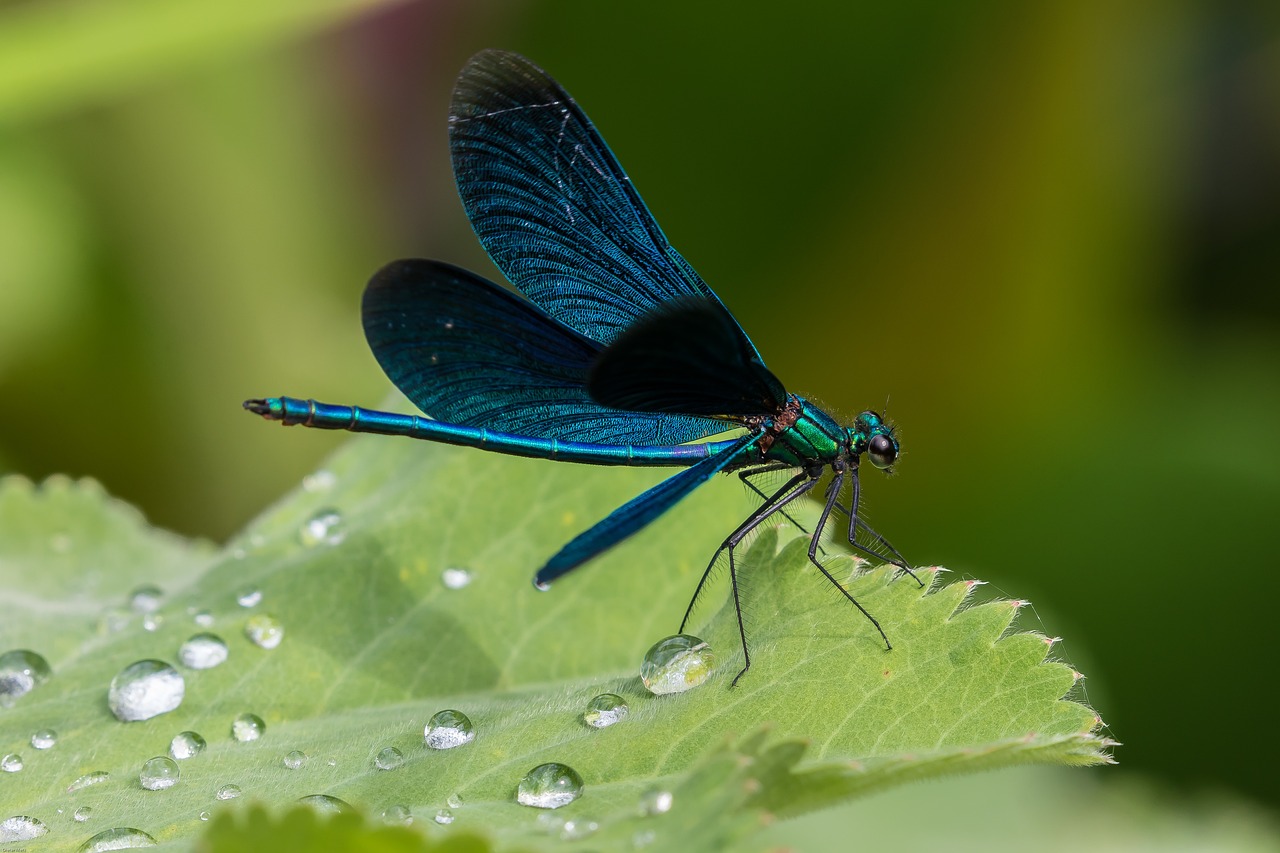 demoiselle, blue dragonfly, dragon-fly-2444003.jpg